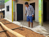 Hugo Agreda raking his honey process coffee as it dries on raised wood-framed drying tables in front of his home. The bamboo you see above the tables is for hanging a tarp to protect the coffee from the passing rains, or when it gets cold. Aponte, Nariño,