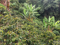  Tolima