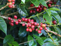 Chiroso variety with ripe coffee cherries ready to be harvested at a farm in Urrao, Antioquia.