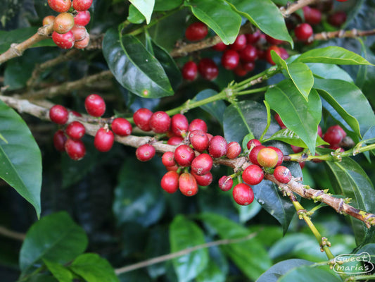 Chiroso variety with ripe coffee cherries ready to be harvested at a farm in Urrao, Antioquia.