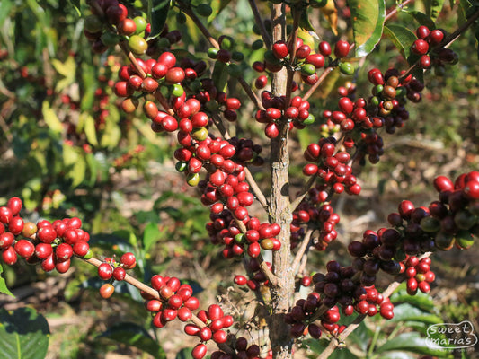 An example of a Gesha plant full of coffee fruit at a farm in Colombia, not Laos. 