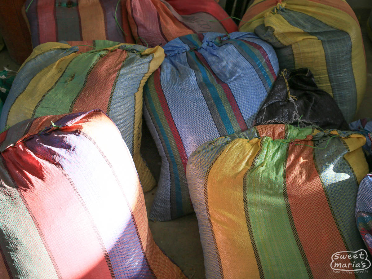 The Alianza warehouse piled high with bags of parchment coffee during Nariño's peak harvest time. Buesaco.