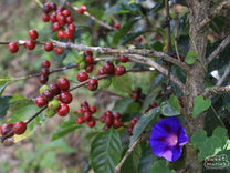 Red coffee cherries ripen on a shrub in Buesaco, Nariño.