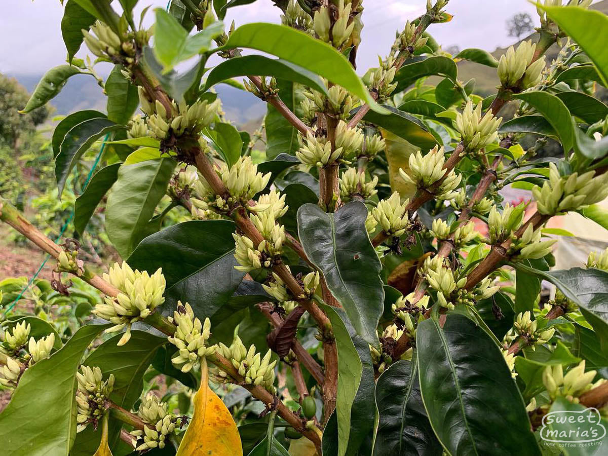 Flowring Chiroso coffee shrubs at Fray David Moreno's farm in La Despensa, Urrao, Colombia.