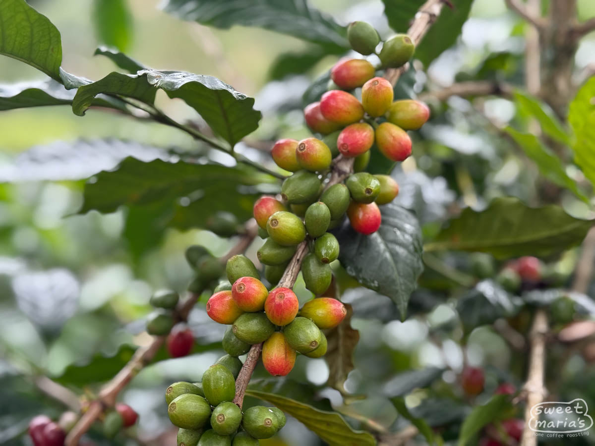 Coffee cherries change from a lime green to pinkish red as they ripen on a branch at a Pitalito coffee farm.