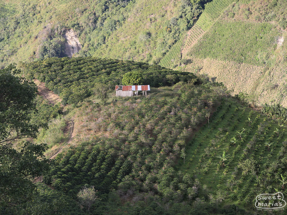 Coffee cherries change from a lime green to pinkish red as they ripen on a branch at a Pitalito coffee farm.