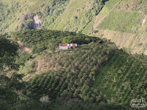 Coffee cherries change from a lime green to pinkish red as they ripen on a branch at a Pitalito coffee farm.
