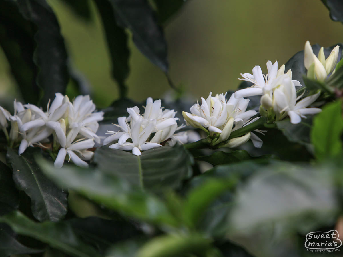White coffee flowers in bloom at an Inzá farm.
