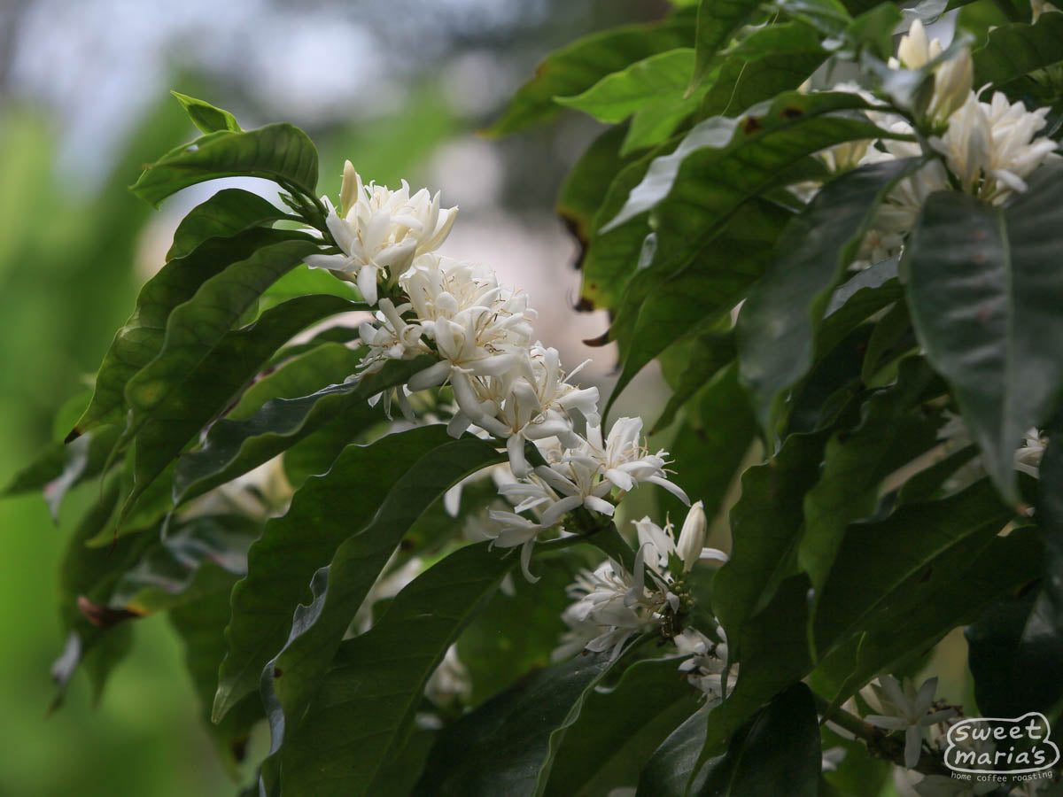  Cauca.