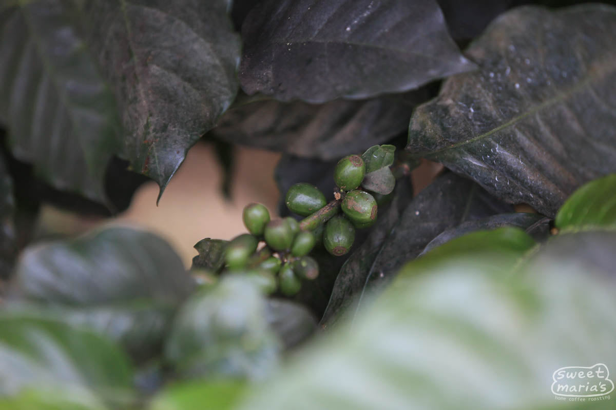 Green cherries on a coffee plant at Raul Hector's farm in Alto San Francisco.