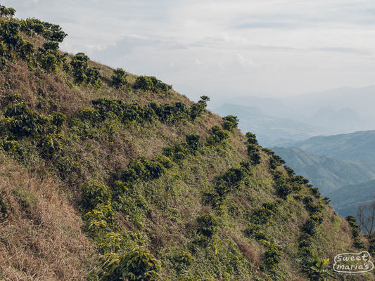 New coffee plants on the steep hillside of El Jardin farm in Santa Barbara, Antioquía, Colombia.