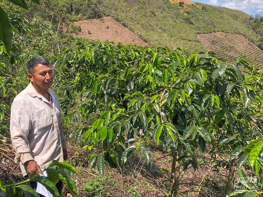 Maximino Cuchumbe stands next to coffee plants on his 2 hectare farm that is on the border of Inzá and Huila, Colombia.