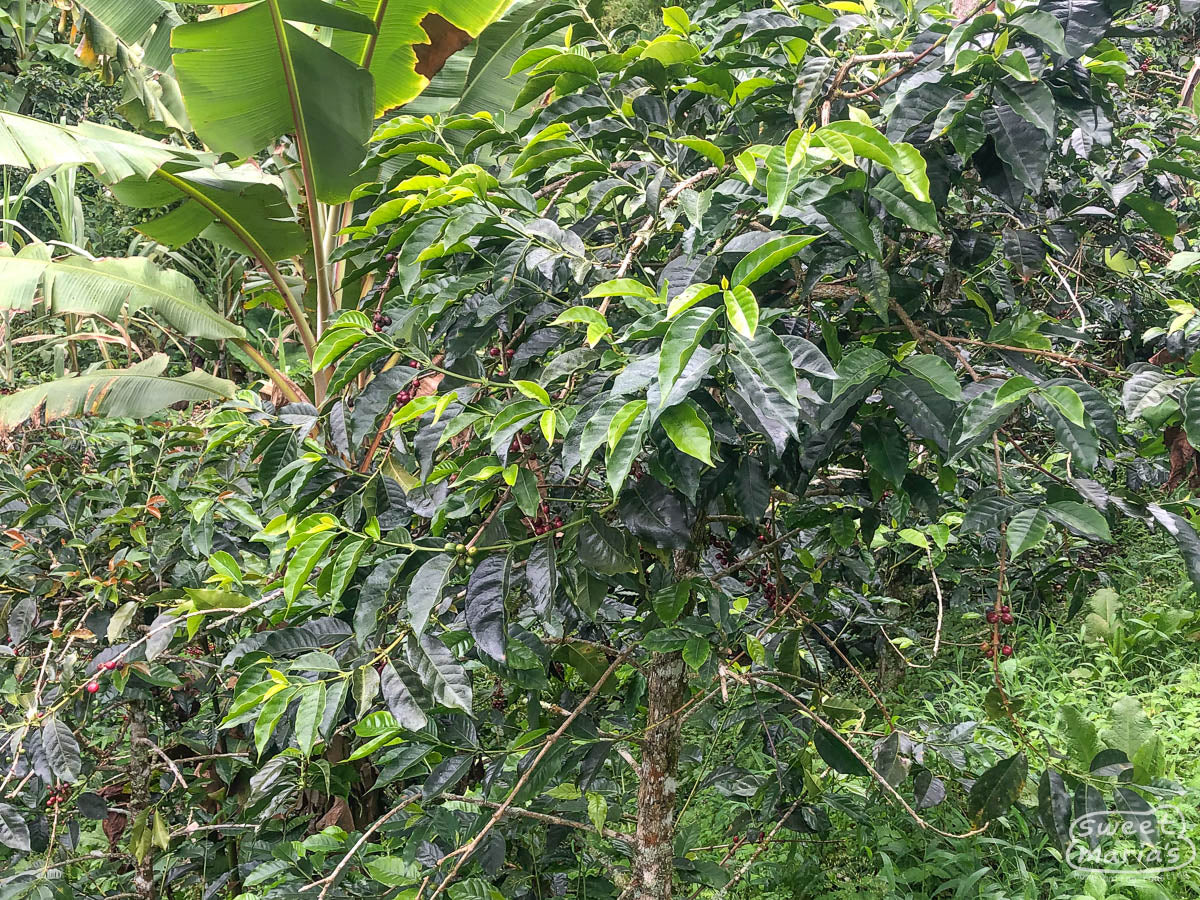 Maximino harvesting cherries that are a deep red color on an older-looking shrub on his farm.