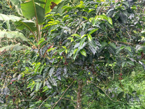 Maximino harvesting cherries that are a deep red color on an older-looking shrub on his farm.
