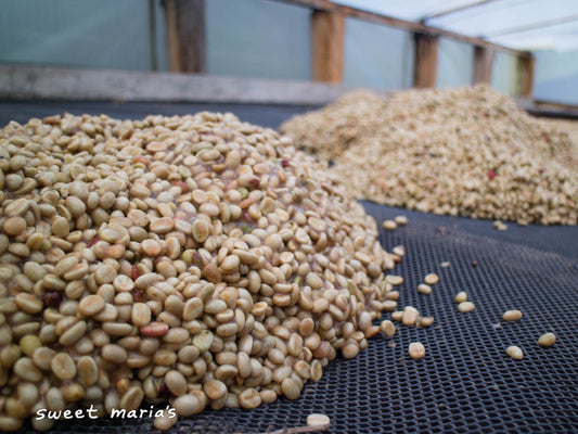 Honey process coffee, with the fruit mucilage still intact, is piled up on the drying tables and will be spread out to a thin layer. Aponte, Nariño.
