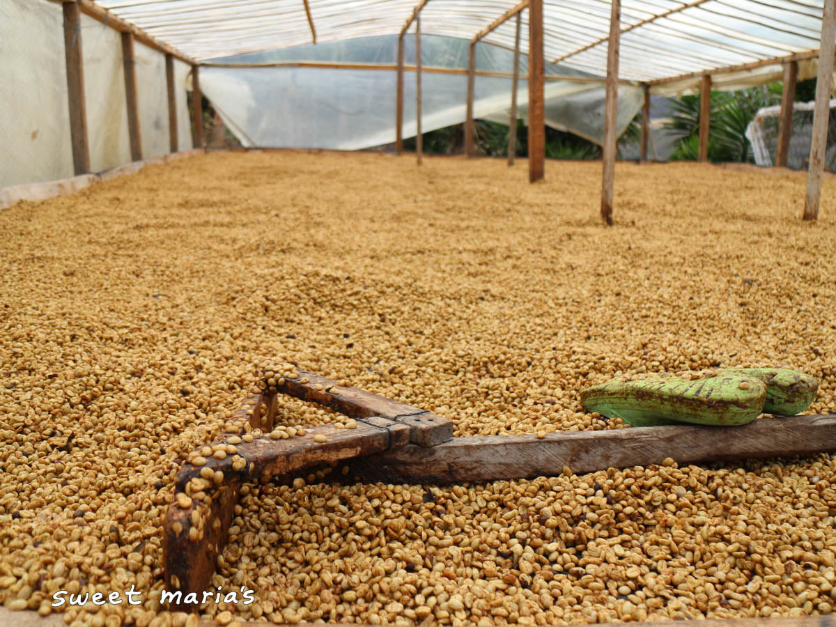 Honey coffee dries under protective roof in Vereda El Páramo