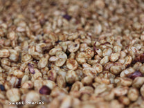 With honey process coffee, the fruit mucilage that remains intact to the bean turns a dark red color as it dries. This domed drying room is at the edge of Vereda Páramo, Aponte.
