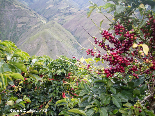 A view of the plunging canyon below from a coffee farm in Aponte.