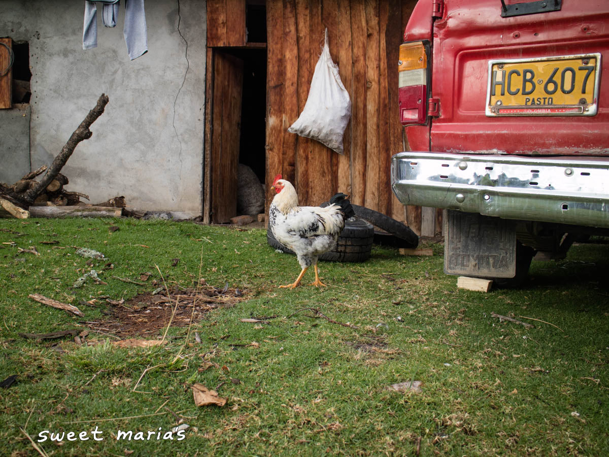 Rooster strutting outside a farmer's home in Aponte.