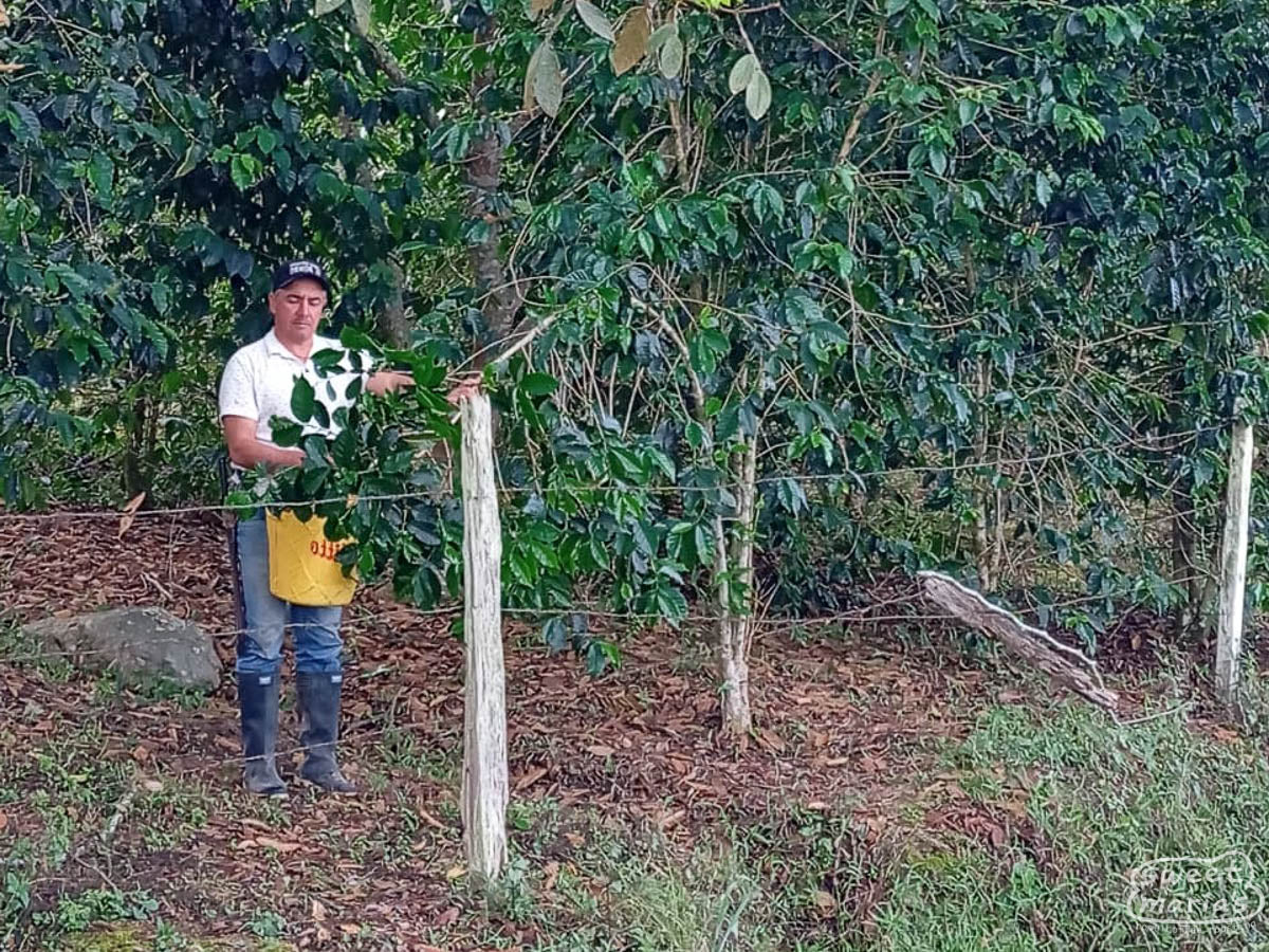 Manuel Antonio Peña harvests cherries at his farm, La Cumbre, in El Carmen Pitalito.