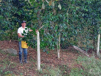 Manuel Antonio Peña harvests cherries at his farm, La Cumbre, in El Carmen Pitalito.