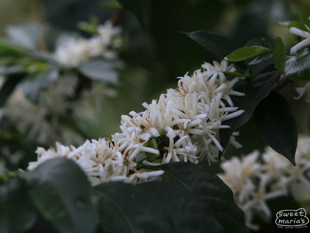 Coffee flowers in full bloom at a farm in San Antonio, Inzá, Colombia.
