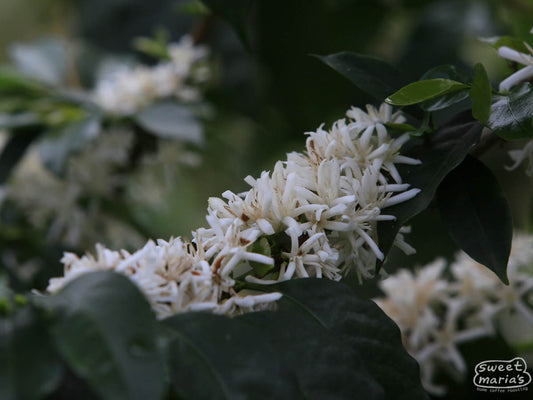 Coffee flowers in full bloom at a farm in San Antonio, Inzá, Colombia.