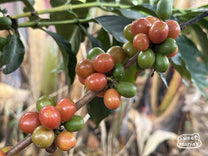 Pink bourbon ripening at a Huila coffee farm during our last visit.