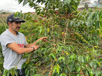 Reinel displays his coffee plants full of cherries during the harvest season in Pitalito.