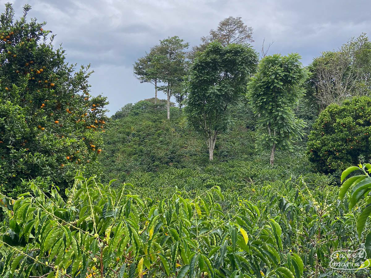 Reinel Cerón's farm in Vereda El Mirador
