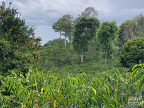 Reinel Cerón's farm in Vereda El Mirador