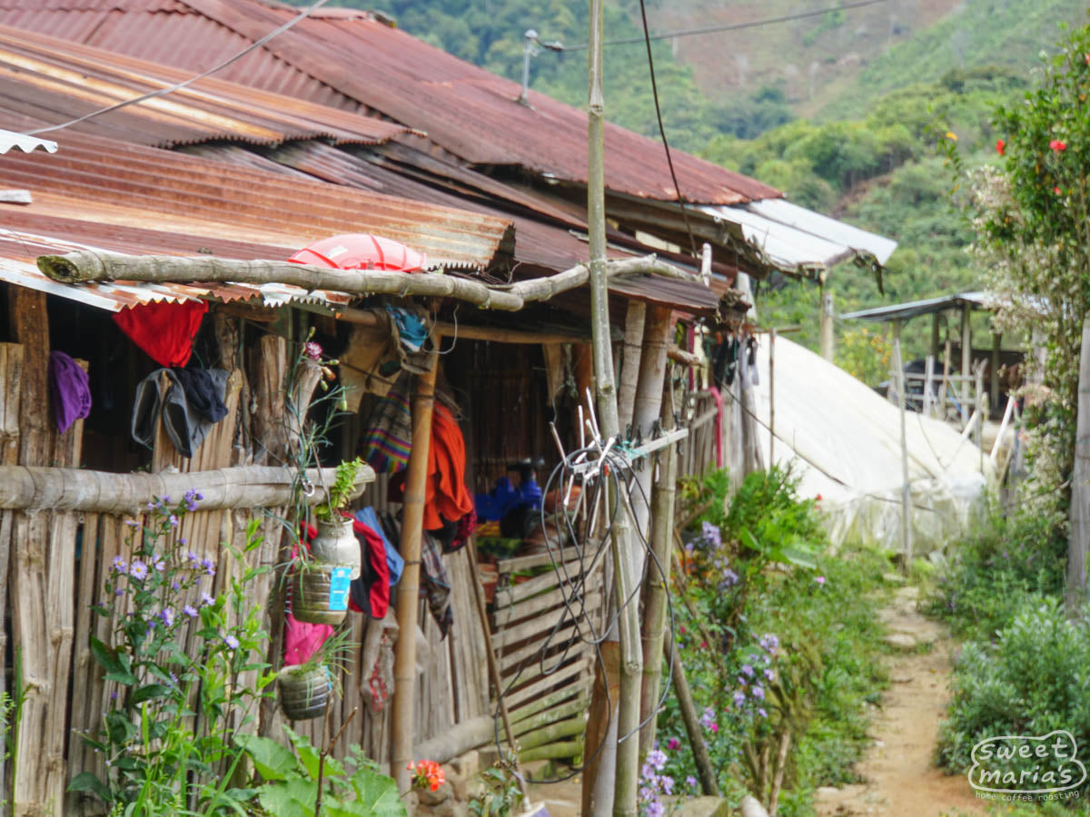 A view of the coffee-covered mountainside above China Alta town
