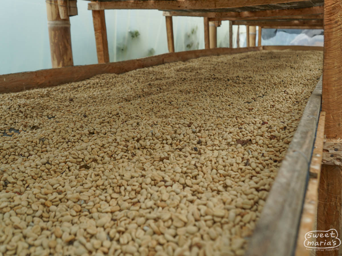 Parchment coffee drying on raised beds at a farm in China Alta, Tolima.