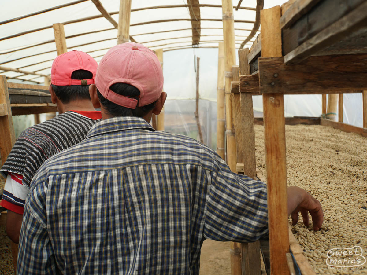 Inside a covered drying room at a China Alta farm, this farmer shows us the parchment-covered green coffee drying on raised beds that allow for good airflow. China Alta, Tolima, Colombia.
