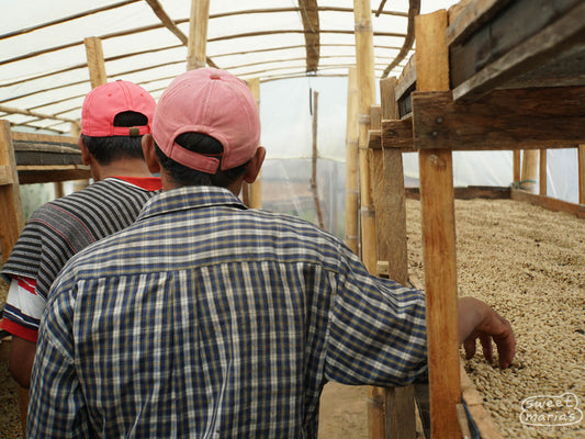 Inside a covered drying room at a China Alta farm, this farmer shows us the parchment-covered green coffee drying on raised beds that allow for good airflow. China Alta, Tolima, Colombia.