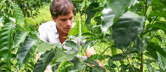 Diego Guardia in the field of his family farm and green coffee micro mill, Hacienda Sonora, in the Central Valley, Costa Rica.