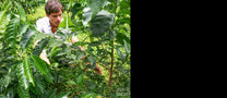 Diego Guardia in the field of his family farm and green coffee micro mill, Hacienda Sonora, in the Central Valley, Costa Rica.