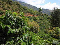 A steep hillside coffee farm in Rivas area, Chirripo.