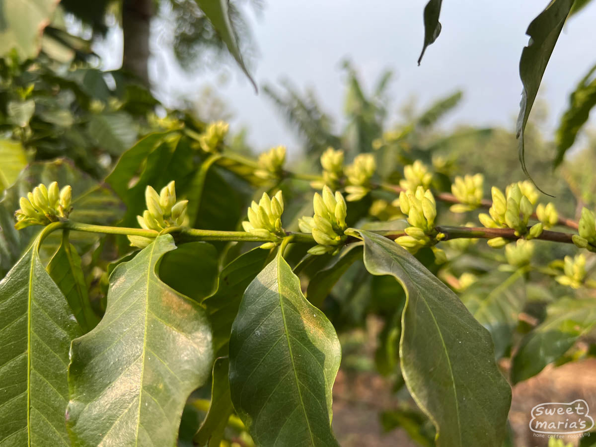 New coffee flowers bloom on shrubs at La Union farm during the 2024 harvest season.
