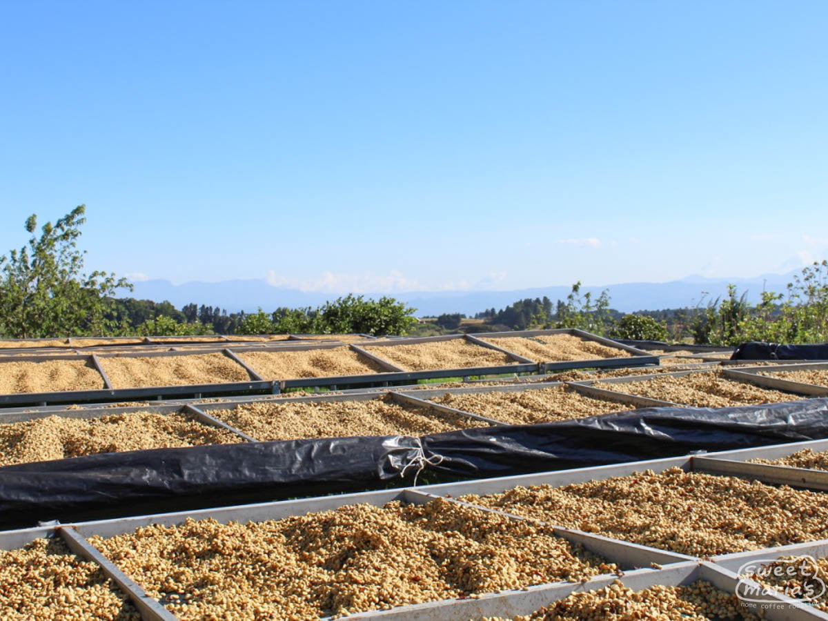 Costa Rica Monte Brisas Typica