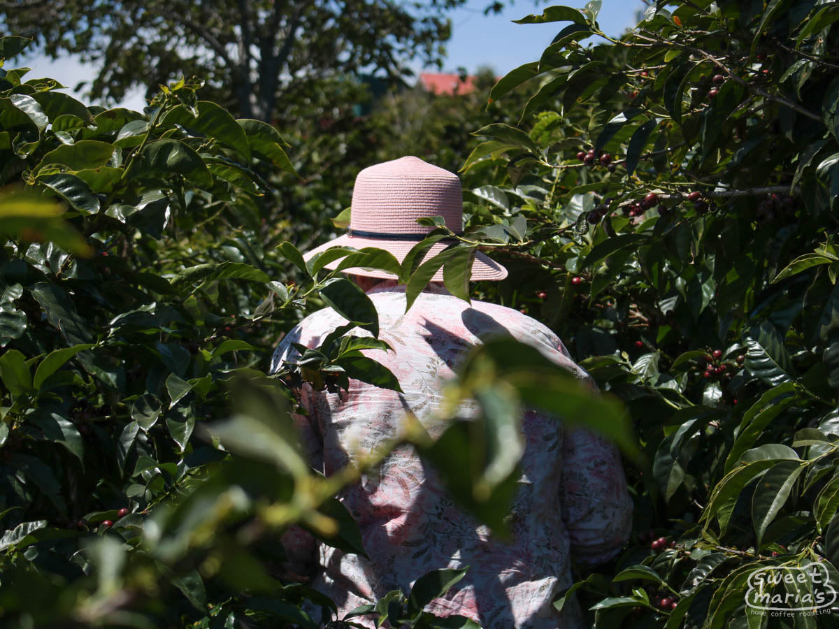 Maria Elena Castro of the Monte Brisas mill leads us through one of her coffee farms in the West Valley.