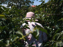 Maria Elena Castro of the Monte Brisas mill leads us through one of her coffee farms in the West Valley.