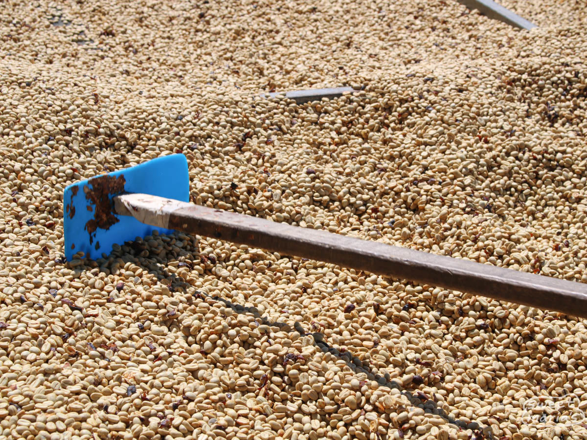 Coffee seeds exiting the mechanical demucilager at Monte Brisas mill.