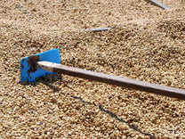 Coffee seeds exiting the mechanical demucilager at Monte Brisas mill.