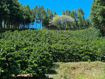 Workers sit on a truck bed filled with ripe coffee cherries at the Sumava farm during the harvest.