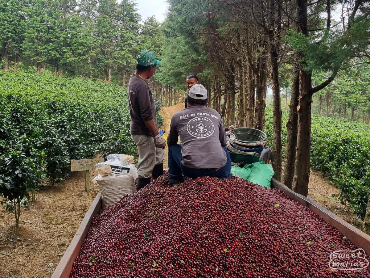 Workers sit on a truck bed filled with ripe coffee cherries at the Sumava farm during the harvest.