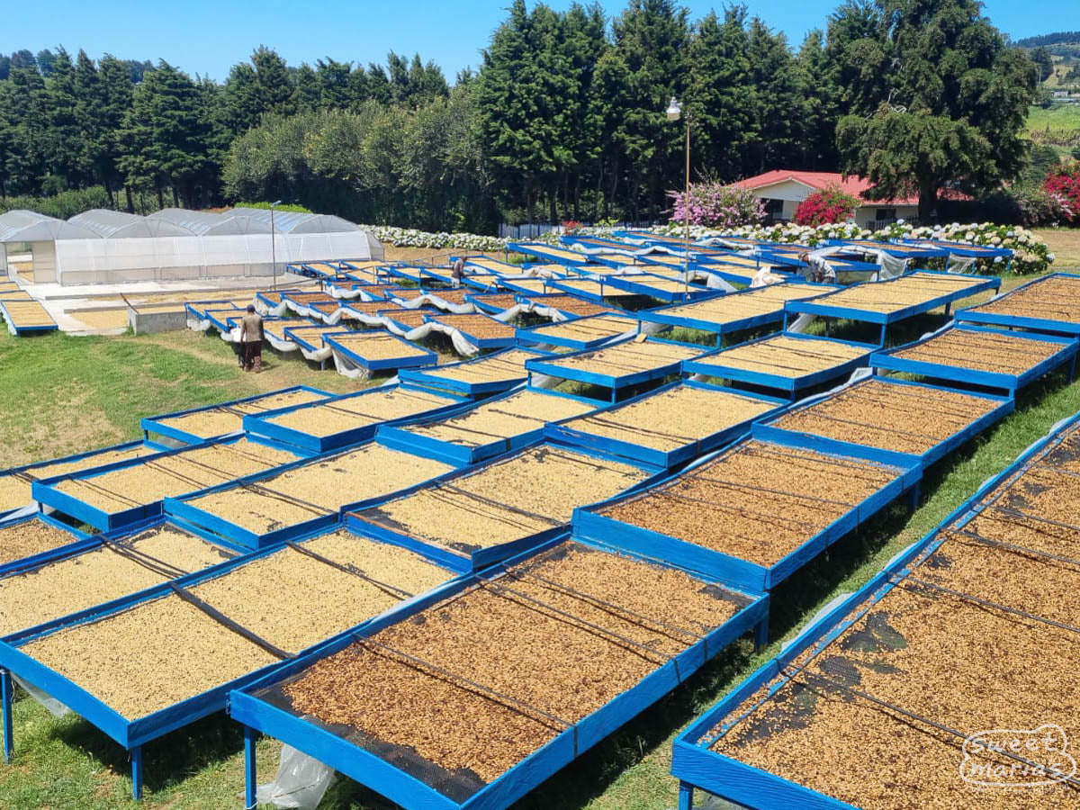 Workers sit on a truck bed filled with ripe coffee cherries at the Sumava farm during the harvest.