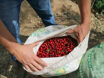 A worker peels back the edges of a mylar bag to reveal the ripe red coffee cherries within. At a farm in Leon Cortes, Tarrazú region (not Casa de Piedra).