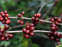 Ripe, Red Catuaí coffee cherry at a coffee farm in Tarrazu, Costa Rica.