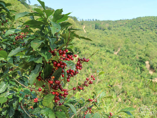 Catuaí coffee plant with ripe cherries on it at a farm in San Marcos, Tarrazú.